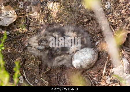 Appena tratteggiato pulcino nightjar (Caprimulgus europaeus) e un uovo in un nido a terra in Hampshire brughiera sito, REGNO UNITO Foto Stock