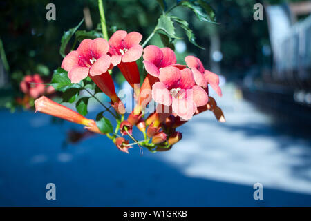 Chiusura del grande rosa salmone colorato, a forma di tromba dei fiori di tromba del superriduttore o della tromba o vacca prurito o hummingbird vine Campsis radicans su bl Foto Stock