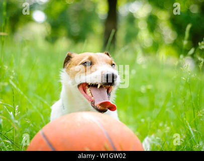 Estate ritratto di stanco Jack Russell Terrier cane con basket ball Foto Stock