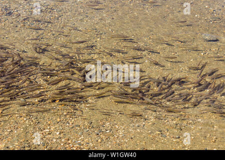 Chiusura del gregge di piccoli pesci nel lago di rene, uno dei sette laghi di Rila in trasparente, chiaro, acque glaciali Foto Stock