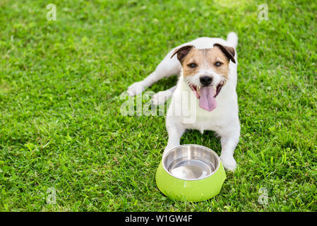 Cane di acqua potabile da doggy ciotola raffreddamento a caldo giorno d'estate Foto Stock