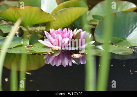 Fiori di ninfea Foto Stock