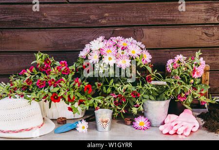 Molte diverse fiore rosa fiori in vasi e vari utensili da giardinaggio su tavola di legno, marrone con tavola di legno dello sfondo. Estate in giardino co Foto Stock