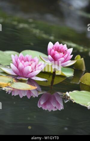 Fiori di ninfea Foto Stock