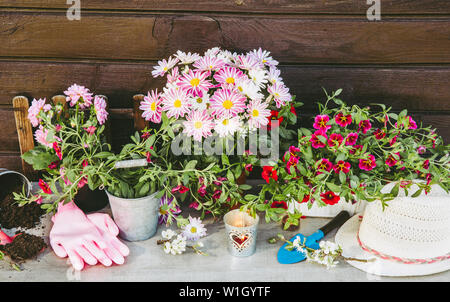 Molte diverse fiore rosa fiori in vasi e vari utensili da giardinaggio su tavola di legno, marrone con tavola di legno dello sfondo. Estate in giardino co Foto Stock