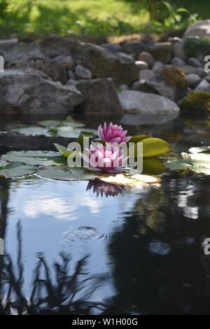 Fiori di ninfea Foto Stock