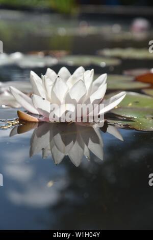 Fiori di ninfea Foto Stock