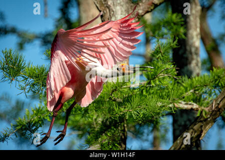 Roseate Spoonbill prendere il volo Foto Stock