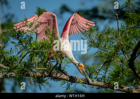 Roseate Spoonbill raccogliere bastoni per il nido Foto Stock