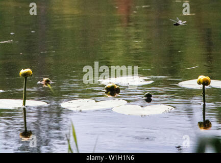 Lillies, sulle sponde di un lago. Foto Stock