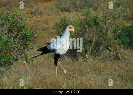 Secretarybirds esotici sono endemiche in Africa. Questa bella wild campione è stato fotografato il safari in Sud Africa. Foto Stock