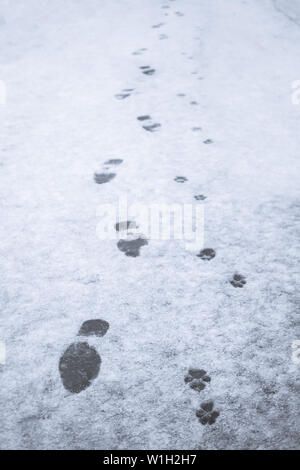 Tracce di un uomo e il suo cane nella neve. bella immagine di tracce di neve proprietario del cane. l amicizia di uomo e cane Foto Stock