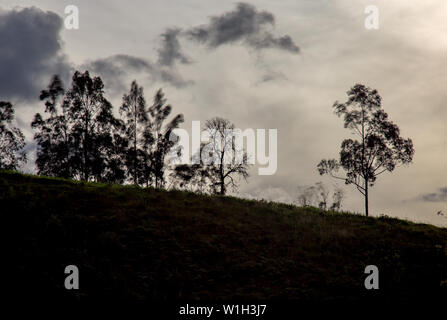 Esposizione multipla della silhouette di alcuni alberi sulla cima di una collina nella luce del tramonto. Acquisite a montagne andine della Colombia centrale. Foto Stock