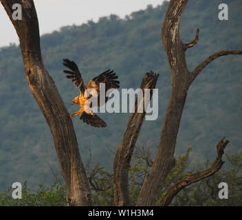 Un meraviglioso scene di azione di un selvaggio Golden Eagle RIP oltre un albero per arrivare a un serpente il pranzo. Fotografato il safari in Sud Africa nei pressi del Botswana. Foto Stock