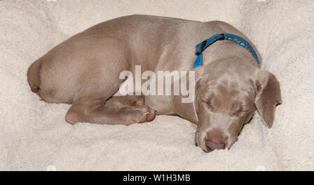 Stanco Weimaraner cucciolo suono addormentato su un letto morbido Foto Stock