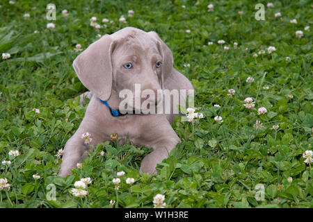 Bellissima giovane cucciolo Weimaraner appoggiata in trifogli Foto Stock