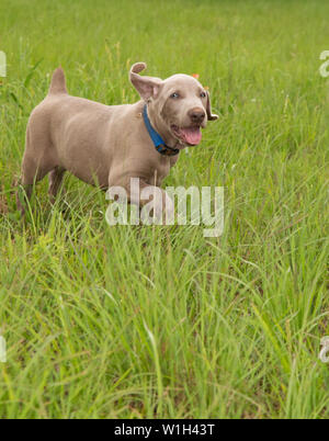 Weimaraner cucciolo con un floppy epoche in esecuzione attraverso l'erba alta, guardando il visore Foto Stock