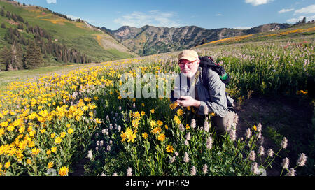 Il fotografo Tom Kelly documentazione di fiori selvatici in fiore in tutta Albion bacino in Alta, Utah a capo di poco pioppi neri americani Canyon. (C) 2013 Tom Ke Foto Stock