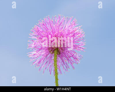 Unico fiore di rosa nuttallii Mimosa, o Nuttall sensibile di radica, contro il cielo blu chiaro Foto Stock