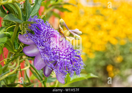 Bella viola di passiflora, la pianta ospite per il Gulf Fritillary butterfly bruchi, che fiorisce in estate giardino soleggiato Foto Stock