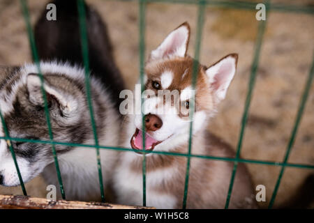 White Siberian Husky cucciolo all'aperto. Foto Stock