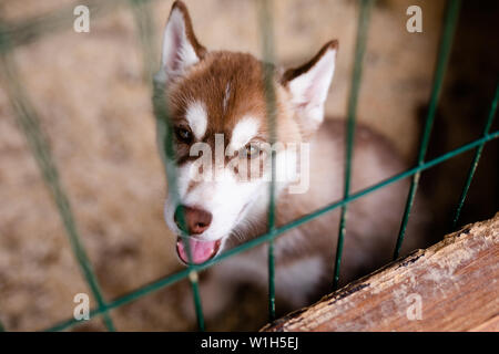 White Siberian Husky cucciolo all'aperto. Foto Stock