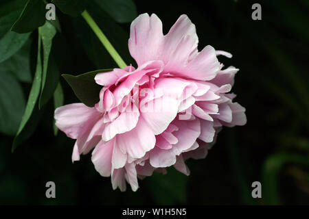 Paeonia lactiflora Sarah Bernhardt. Doppia Peonia Rosa fiore. Paeonia lactiflora (Cinese peonia o giardino comune peonia). Un fiore. vista laterale Foto Stock