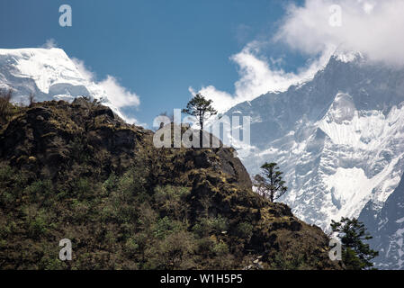 Due scenic alberi che crescono sulla montagna rocciosa egde in Nepal Himalaya con enormi ghiacciai del ghiaccio in background Foto Stock