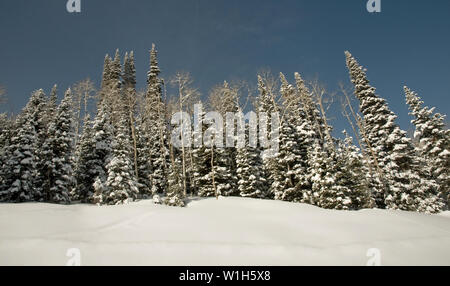 Un boschetto di alberi sempreverdi sta in silenzio su un mattino nevoso a Colonia e il Canyon Resort in Park City, Utah. (C) 2010 Tom Kelly Foto Stock