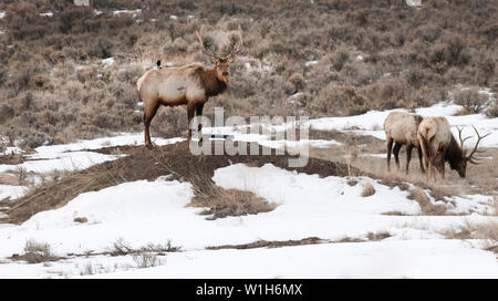 Re della collina - una bull elk sta di guardia in argento Creek spazzola di salvia deserto vicino a Park City, Utah. (C) 2018 Tom Kelly Foto Stock