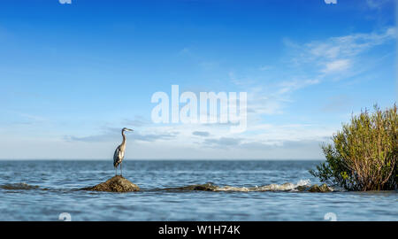 Airone blu maestosamente in piedi su un molo di roccia che affaccia sulla baia di Chesapeake nel Maryland in una limpida giornata di sole Foto Stock