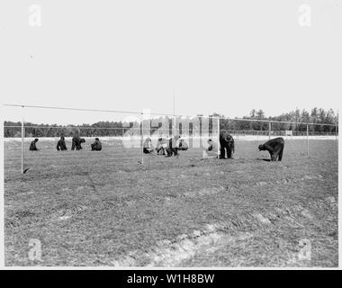 Newberry County, Carolina del Sud. Rimozione di pino strame di paglia da loblolly pine seme letti sul Enor . . .; Portata e contenuto: Full didascalia recita come segue: Newberry County, Carolina del Sud. Rimozione di pino strame di paglia da loblolly pine seme letti sul vivaio Enoree sul Sumter National Forest. Un milione di alberi di un anno sono cresciuti in questo vivaio di piantagione sul Sumter e adiacente foresta nazionale. Foto Stock