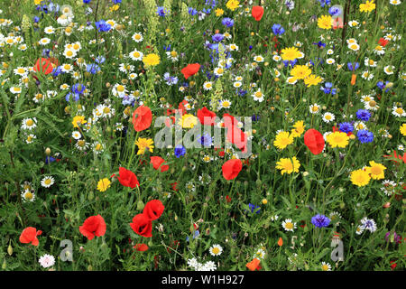 Semi di papavero, Daisy, Fiordaliso, fiori selvatici, giardino di fiori selvaggi, bordo colorato Foto Stock