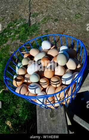 Naturale, multicolore, marrone, verde e bianco uova di pollo in un blu cestello metallico dopo essere stato raccolto su una piccola fattoria in California, Stati Uniti d'America. Foto Stock