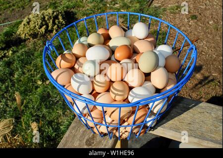 Naturale, multicolore, marrone, verde e bianco uova di pollo in un blu cestello metallico dopo essere stato raccolto su una piccola fattoria in California, Stati Uniti d'America. Foto Stock