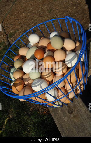 Naturale, multicolore, marrone, verde e bianco uova di pollo in un blu cestello metallico dopo essere stato raccolto su una piccola fattoria in California, Stati Uniti d'America. Foto Stock