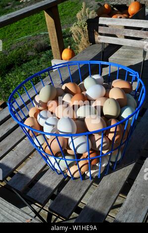 Naturale, multicolore, marrone, verde e bianco uova di pollo in un blu cestello metallico dopo essere stato raccolto su una piccola fattoria in California, Stati Uniti d'America. Foto Stock