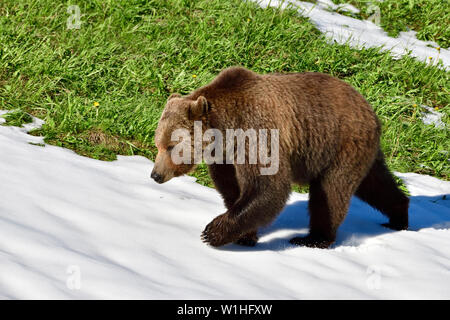 Un vicino la vista laterale di un adulto orso grizzly "Ursus arctos a piedi lungo una patch di neve su un pendio erboso nelle zone rurali di Alberta in Canada Foto Stock