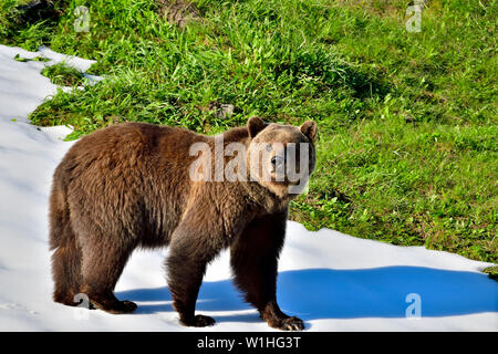 Un vicino la vista laterale di un adulto orso grizzly "Ursus arctos a piedi su una patch di neve lungo un pendio erboso nelle zone rurali di Alberta in Canada Foto Stock