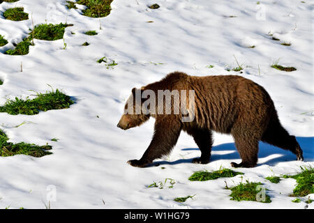 Un vicino la vista laterale di un adulto orso grizzly "Ursus arctos a piedi lungo una patch di neve su un pendio erboso nelle zone rurali di Alberta in Canada Foto Stock