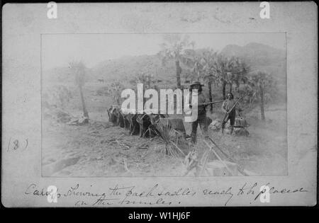 Pack selle pronto per essere collocato sul dorso di muli [da L. D. Greene Album]. Foto Stock