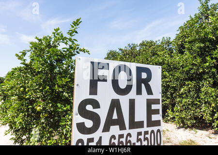 Florida,Highlands County,Avon Park,US Highway Route 27,agrumi,aranceto,frutta,arbusti,vendita,terreno,insegna,verde,foglia,FL091025228 Foto Stock