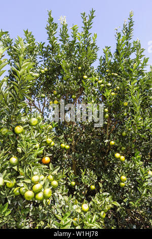 Florida Highlands County, Avon Park, US Highway Route 27, agrumi, aranceto, frutta, arbusto, verde, foglia, raccolto, FL091025230 Foto Stock