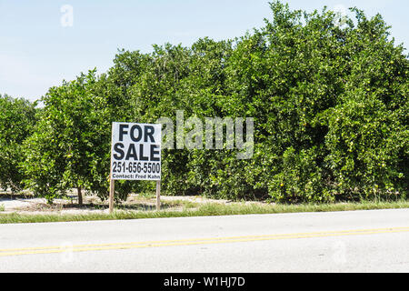 Florida Highlands County,Avon Park,US Highway Route 27,agrumeto,aranceto,frutta,arbusto,albero,vetrina,vendita,terra,insegna,verde,foglia,FL091025232 Foto Stock
