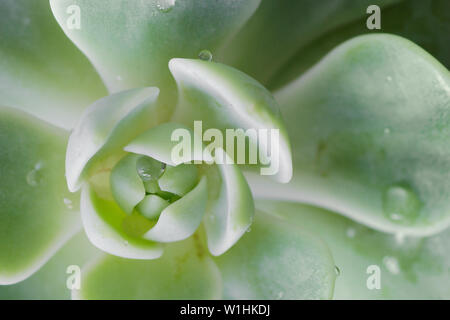 Gocce di rugiada su cactus. Close up vista macro. Foto Stock