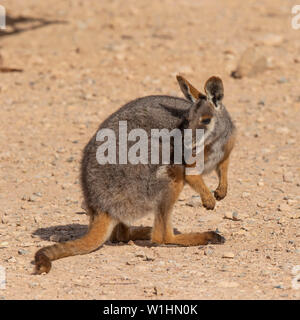 Giallo-footed Rock-wallaby (Petrogale xanthopus) Foto Stock
