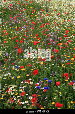 Semi di papavero, Daisy, Fiordaliso, fiori selvatici, giardino di fiori selvaggi, bordo colorato Foto Stock