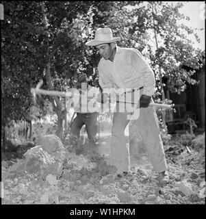 Poston, Arizona. Due nuovi residenti di Poston, Phillip Zeyouma Sr e Jr, sono la rottura del suolo . . .; Portata e contenuto: tutta la didascalia per questa fotografia si legge: Poston, Arizona. Due nuovi residenti di Poston, Phillip Zeyouma Sr e Jr, stanno rompendo il terreno in preparazione per il sollevamento del baby pulcini. Essi appartengono alla Hopi tribù indiana. Sebbene Poston, Arizona è presto per essere chiuso ai giapponesi americani, ha già visto l'inizio di un nuovo gruppo di residenti, gli indiani americani. Il 1 settembre, 16 famiglie per un totale di 78 persone- è venuto a Poston da Hopi Indian R Foto Stock