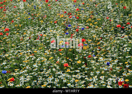 Semi di papavero, Daisy, Fiordaliso, fiori selvatici, giardino di fiori selvaggi, bordo colorato Foto Stock