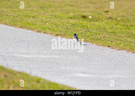 Piccolo passero sostare sul marciapiede nel parco. Foto Stock